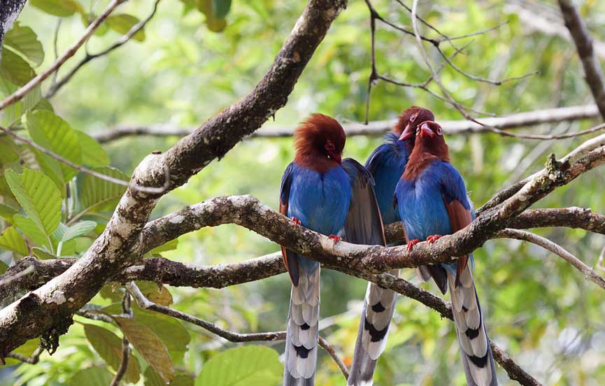 wild life (2)